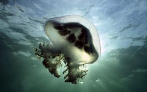 Preview wallpaper jellyfish, underwater, lights, swimming