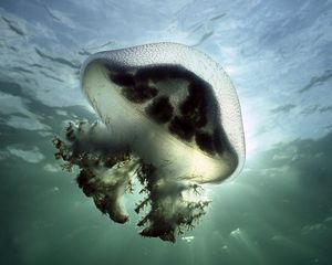 Preview wallpaper jellyfish, underwater, lights, swimming