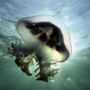 Preview wallpaper jellyfish, underwater, lights, swimming