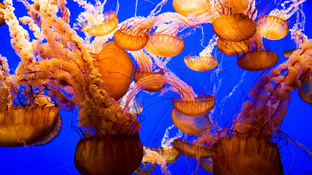 Wallpaper jellyfish, underwater, sea, ocean