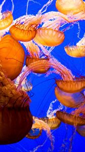 Preview wallpaper jellyfish, underwater, sea, ocean