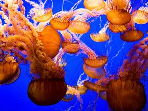 Preview wallpaper jellyfish, underwater, sea, ocean