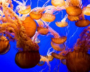 Preview wallpaper jellyfish, underwater, sea, ocean