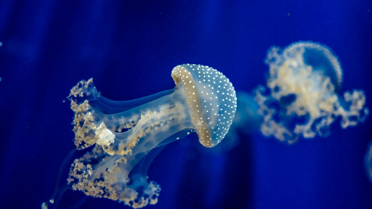 Wallpaper jellyfish, underwater, sea