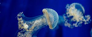 Preview wallpaper jellyfish, underwater, sea