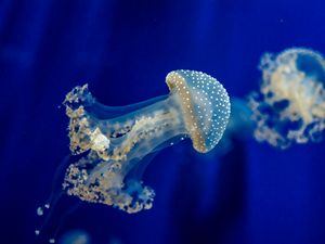 Preview wallpaper jellyfish, underwater, sea