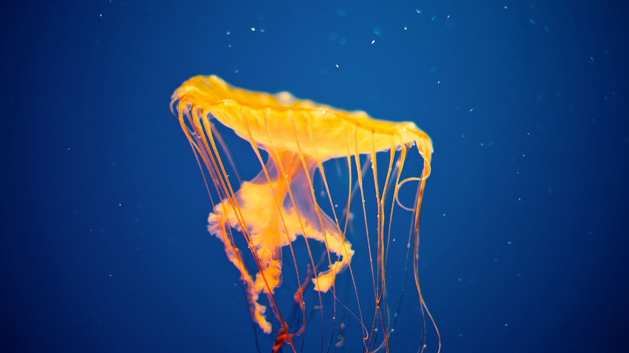 Wallpaper jellyfish, underwater, swim