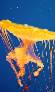 Preview wallpaper jellyfish, underwater, swim