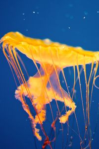 Preview wallpaper jellyfish, underwater, swim