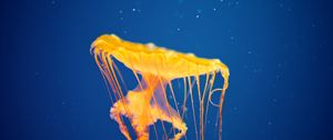 Preview wallpaper jellyfish, underwater, swim