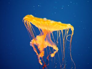 Preview wallpaper jellyfish, underwater, swim