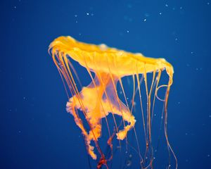 Preview wallpaper jellyfish, underwater, swim