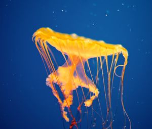 Preview wallpaper jellyfish, underwater, swim