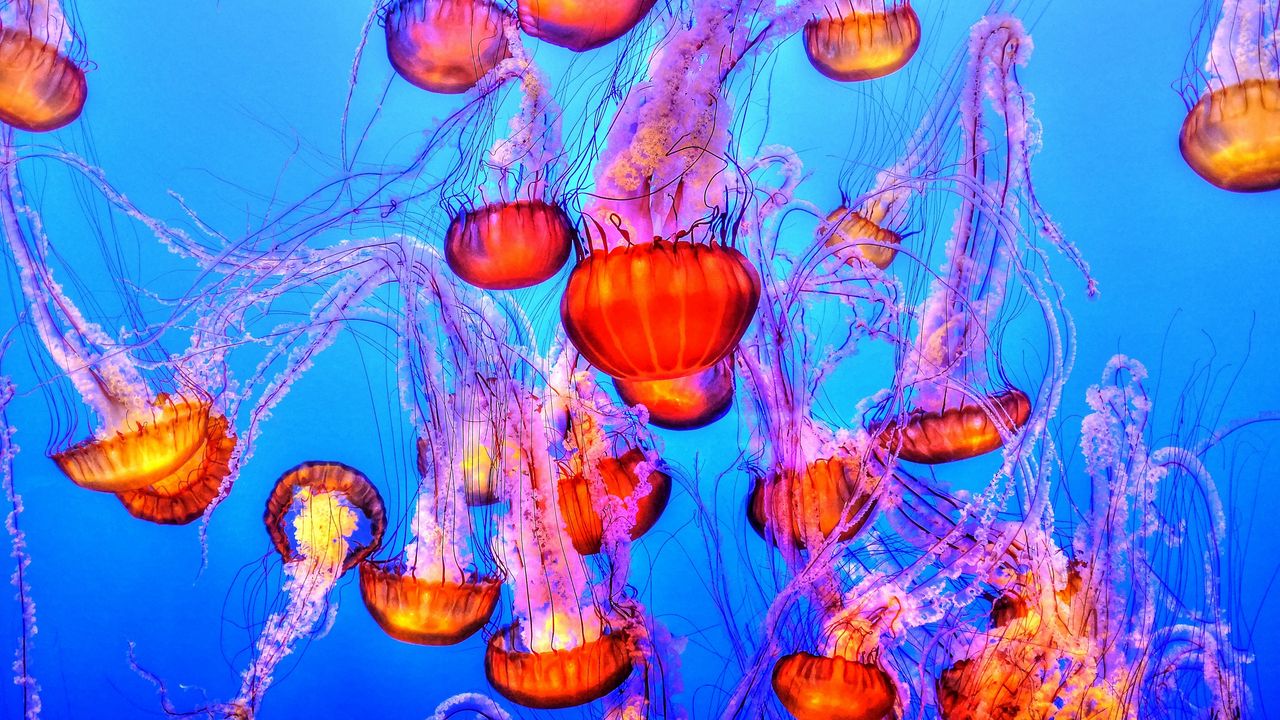 Wallpaper jellyfish, underwater, swimming
