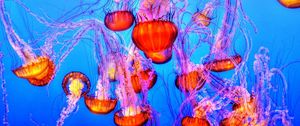 Preview wallpaper jellyfish, underwater, swimming