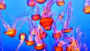 Preview wallpaper jellyfish, underwater, swimming