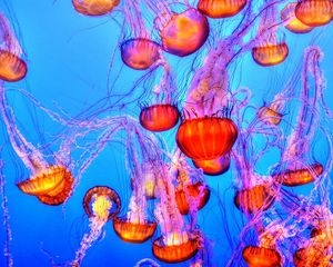 Preview wallpaper jellyfish, underwater, swimming