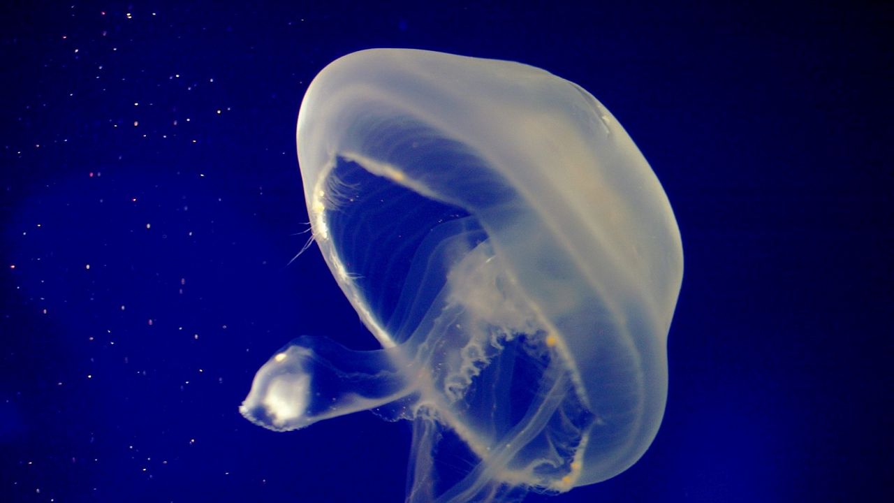 Wallpaper jellyfish, underwater, swimming, sea
