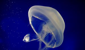 Preview wallpaper jellyfish, underwater, swimming, sea