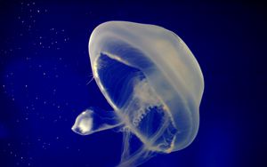 Preview wallpaper jellyfish, underwater, swimming, sea