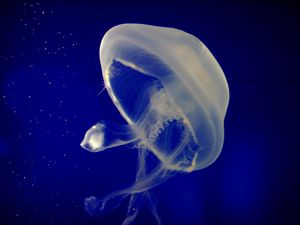 Preview wallpaper jellyfish, underwater, swimming, sea