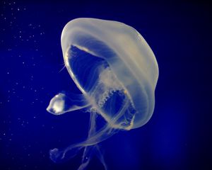 Preview wallpaper jellyfish, underwater, swimming, sea