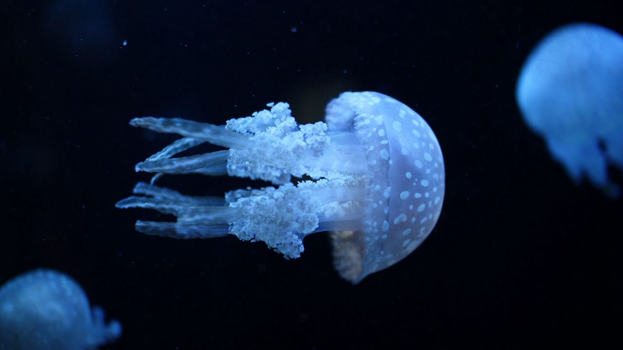 Wallpaper jellyfish, underwater, swimming, dark