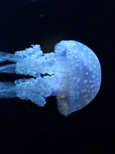 Preview wallpaper jellyfish, underwater, swimming, dark