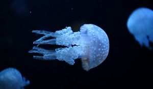 Preview wallpaper jellyfish, underwater, swimming, dark
