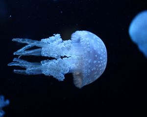 Preview wallpaper jellyfish, underwater, swimming, dark