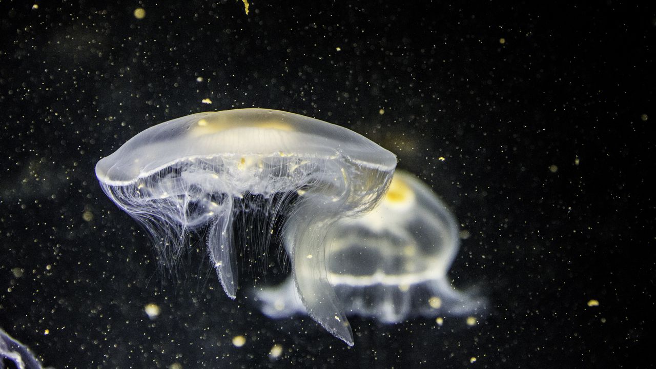 Wallpaper jellyfish, underwater, tentacle, closeup