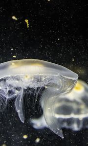 Preview wallpaper jellyfish, underwater, tentacle, closeup