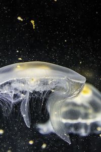 Preview wallpaper jellyfish, underwater, tentacle, closeup