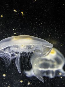 Preview wallpaper jellyfish, underwater, tentacle, closeup