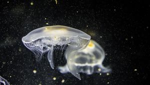 Preview wallpaper jellyfish, underwater, tentacle, closeup