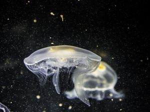 Preview wallpaper jellyfish, underwater, tentacle, closeup
