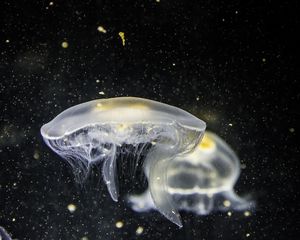 Preview wallpaper jellyfish, underwater, tentacle, closeup