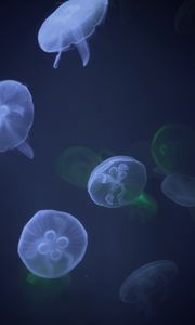 Preview wallpaper jellyfish, underwater, tentacle, water