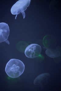 Preview wallpaper jellyfish, underwater, tentacle, water