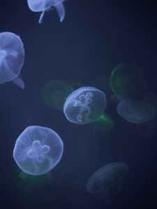 Preview wallpaper jellyfish, underwater, tentacle, water