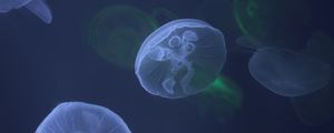 Preview wallpaper jellyfish, underwater, tentacle, water