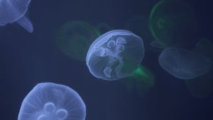 Preview wallpaper jellyfish, underwater, tentacle, water