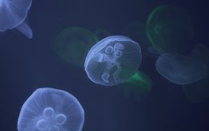 Preview wallpaper jellyfish, underwater, tentacle, water