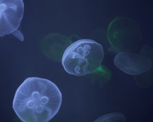 Preview wallpaper jellyfish, underwater, tentacle, water