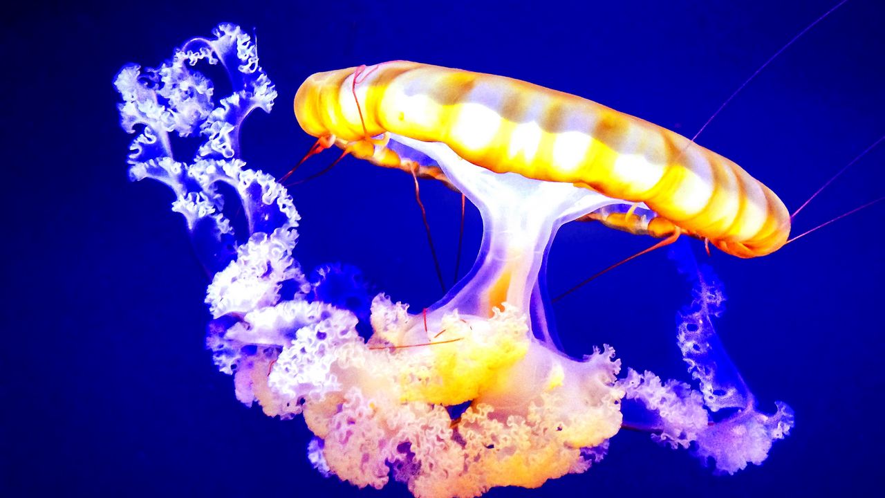 Wallpaper jellyfish, underwater, tentacles