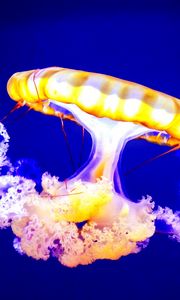 Preview wallpaper jellyfish, underwater, tentacles