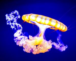 Preview wallpaper jellyfish, underwater, tentacles