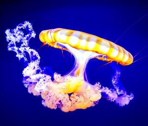 Preview wallpaper jellyfish, underwater, tentacles