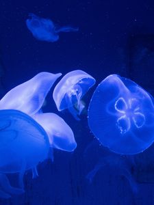 Preview wallpaper jellyfish, underwater, tentacles