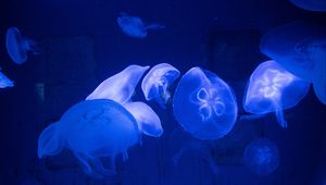 Preview wallpaper jellyfish, underwater, tentacles